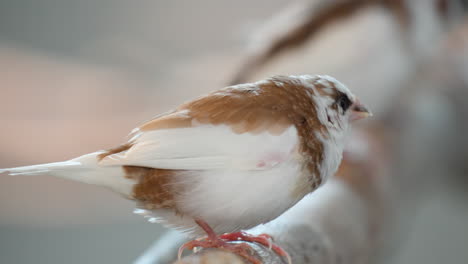 Seitenporträt-Eines-Gesellschaftsfinkenvogels,-Der-Auf-Holz-Hockt