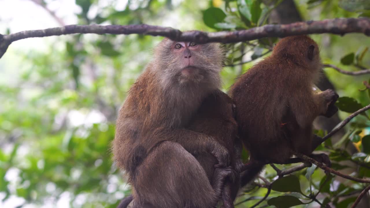 macacos encaramados en árboles comiendo cangrejos bajo la lluvia en la selva tropical de langkawi