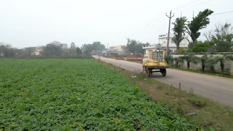 bullock cart moving front from back wide view