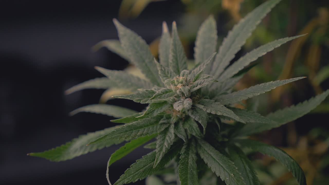 Pianta di cannabis/marijuana/canapa matura, verde scuro, pronta per la raccolta di THC e CBD per la coltivazione medica domestica fai-da-te, per edibili, fumo e concentrati. Panoramica a sinistra con transizione di scomparsa.