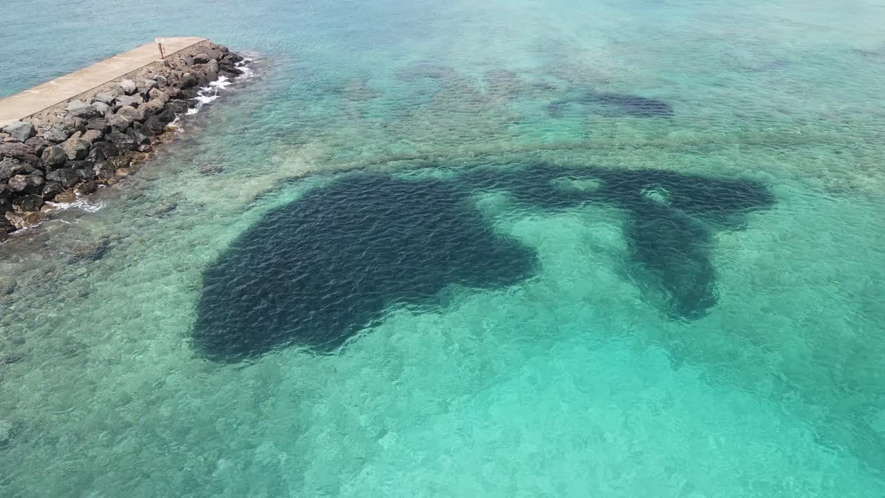 un montón de pescado cerca de la orilla
