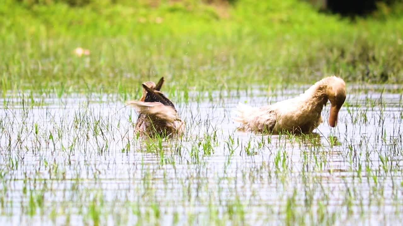 утки очищают себя, лужа воды в травяном поле
