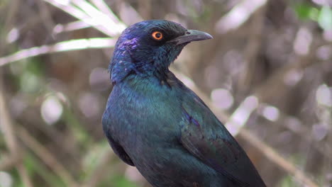 Cabo-Brillante-Starling-Lamprotornis-Nitens-Girando-La-Cabeza-Hacia-La-Izquierda-Hacia-La-Derecha-Hacia-Abajo,-Hojas-Y-Ramitas-En-El-Fondo,-Primer-Plano-Que-Muestra-Las-Partes-Superiores-Del-Cuerpo