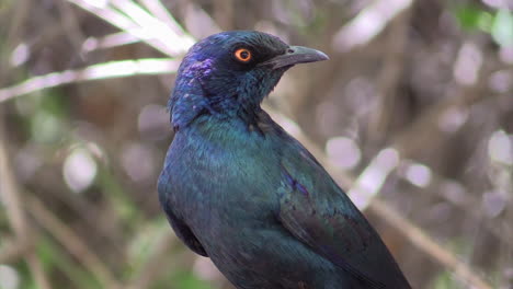 cabo brillante starling lamprotornis nitens girando la cabeza hacia la izquierda hacia la derecha hacia abajo, hojas y ramitas en el fondo, primer plano que muestra las partes superiores del cuerpo