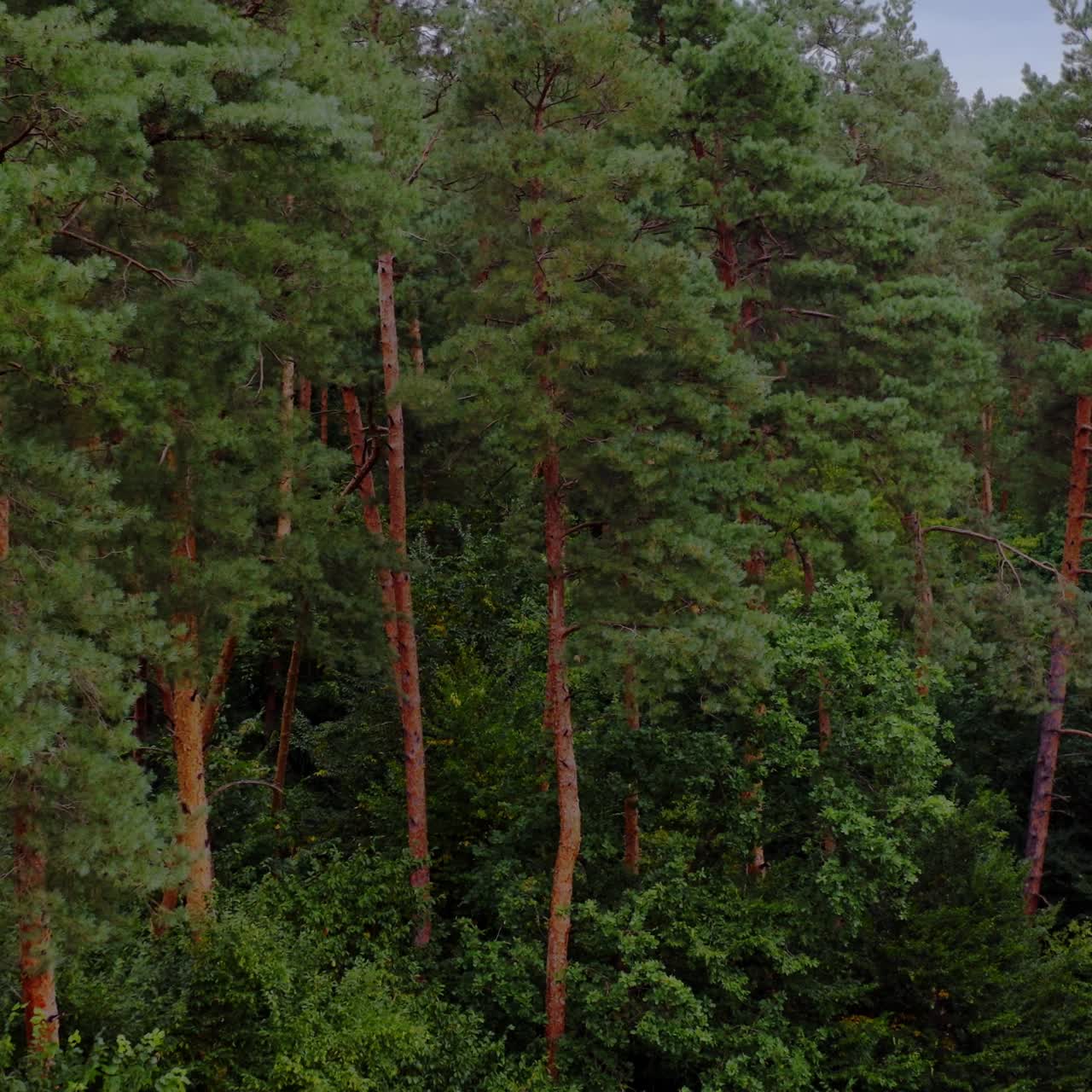 Green forest. Pine trees in woodland. Trees pattern. Wonderful green forest of tall conifers in summer.