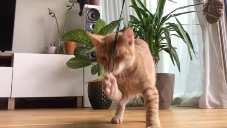 cute kitten playing with rope