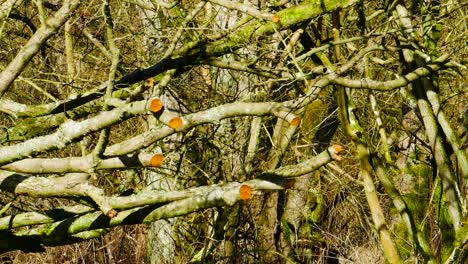 Static-view-of-cut-tree-branches-by-the-river-on-a-bright-sunny-day-in-Norfolk-county-in-East-Anglia-in-United-Kingdom