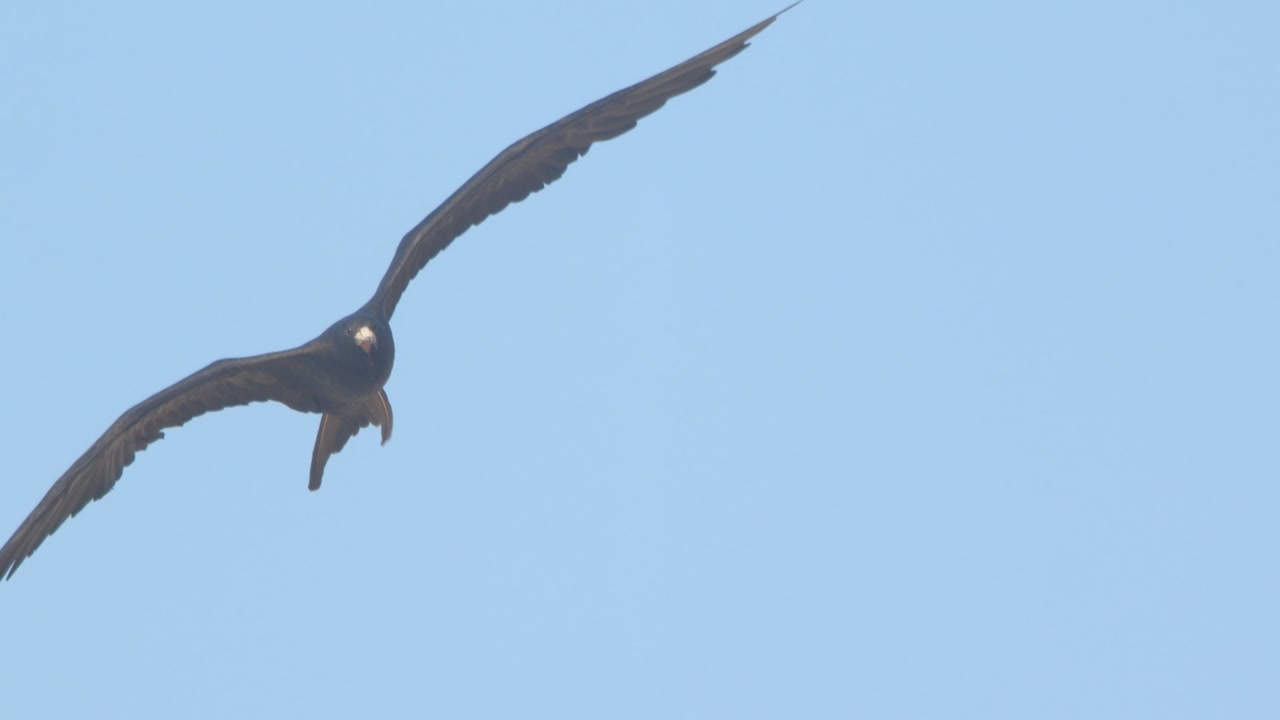 Frigatebird banking right while flying in open sky Piura Peru