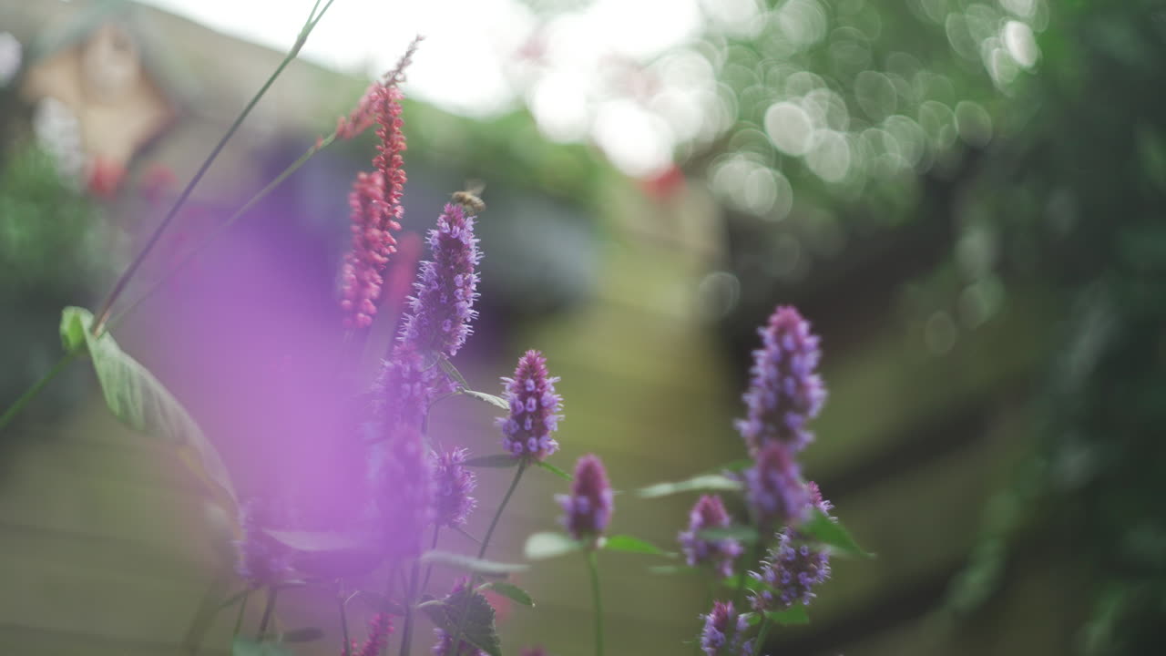 cámara lenta de ensueño de abeja en flores de jardín