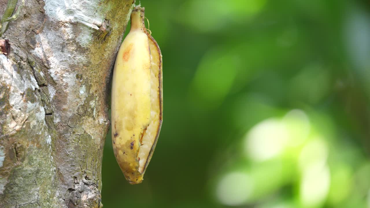 un macho y una hembra de pájaros pico de panza de vientre naranja están comiendo plátanos en un fondo verde bajo la luz del sol brillante