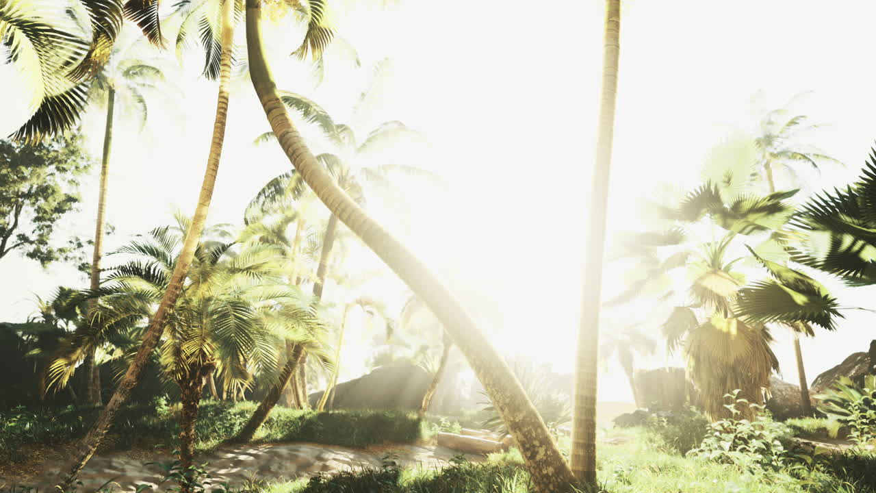Bright sunlight filters through palm trees in a tropical landscape