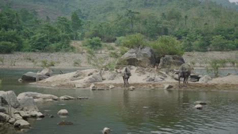 water buffaloes by the river