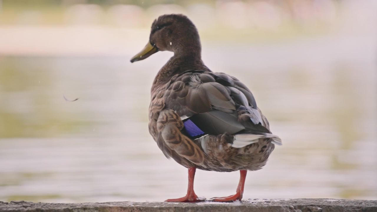 Anatra che si scrolla le piume vicino al lago