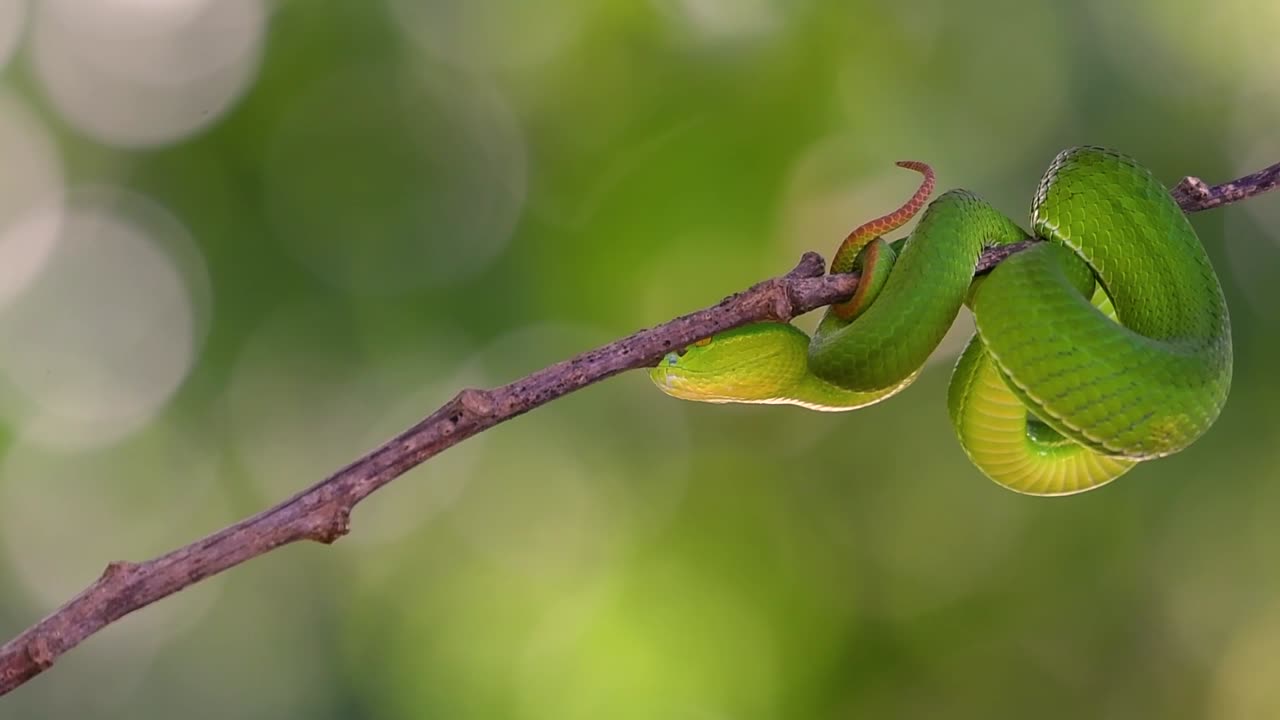 la víbora de labios blancos es una víbora venenosa endémica del sudeste asiático y a menudo se encuentra durante la noche esperando en una rama o rama de un árbol cerca de un cuerpo de agua con muchos alimentos