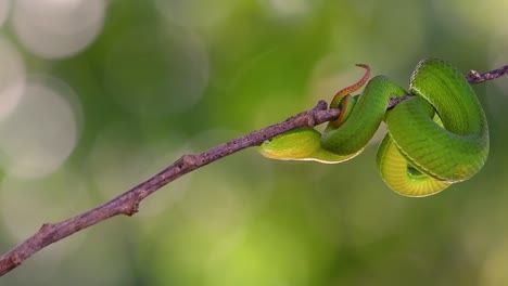 La-Víbora-De-Labios-Blancos-Es-Una-Víbora-Venenosa-Endémica-Del-Sudeste-Asiático-Y-A-Menudo-Se-Encuentra-Durante-La-Noche-Esperando-En-Una-Rama-O-Rama-De-Un-árbol-Cerca-De-Un-Cuerpo-De-Agua-Con-Muchos-Alimentos