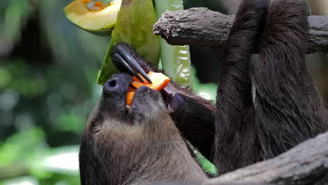 perezoso de dos dedos comiendo frutas