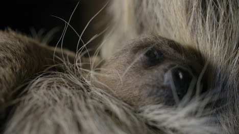 cute newborn baby sloth close up