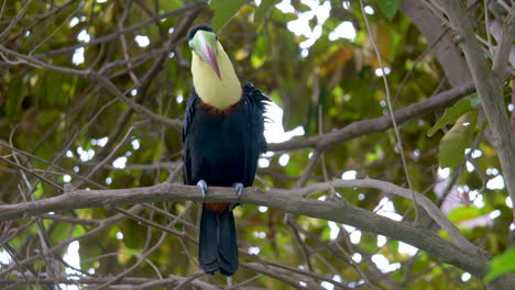 Keel-Billed-Toucan,-Ramphastos-Sulfuratus,-Sitting-On-Branch-during-Sunlight