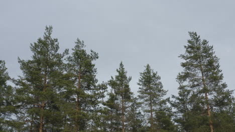 copas de los árboles en un bosque de coníferas. naturaleza