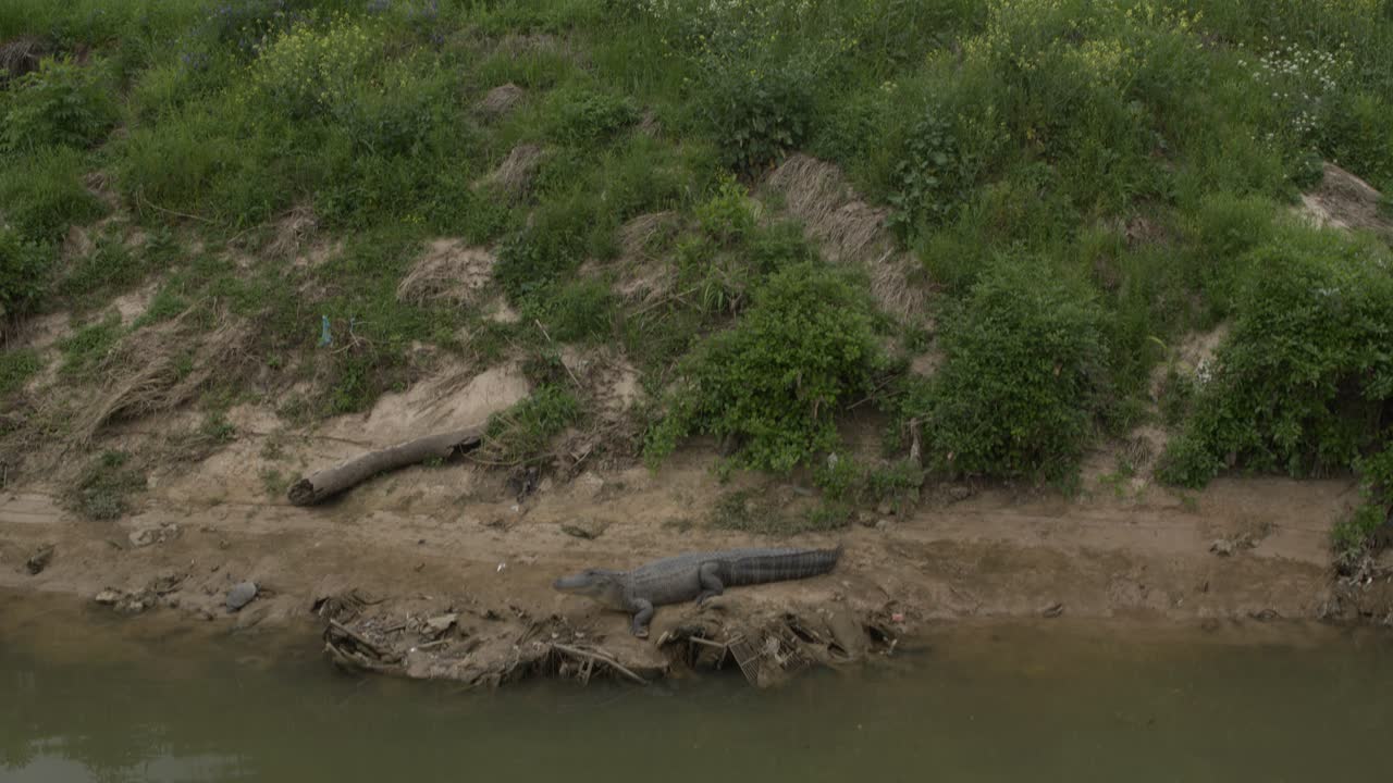 una toma de drone ascendente de un cocodrilo en houston buffalo bayou cerca de la autopista i-45 norte
