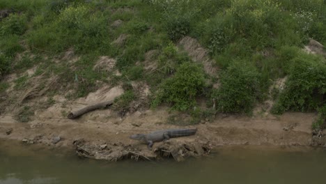 ascending drone shot of alligator in houston buffalo bayou near i-45 north freeway