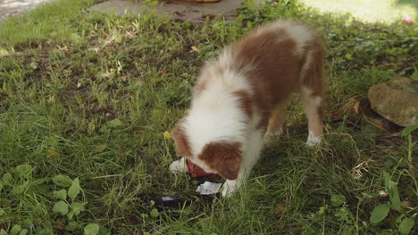 naughty australian shepherd dog puppy biting and chews garden pot plant, closeup