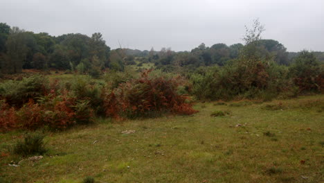 Weitwinkelaufnahme-Des-Offenen-Buschlandes-Im-Neuen-Wald