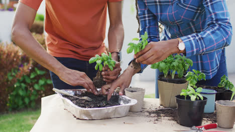 midsection of african american couple planting herbs in backyard