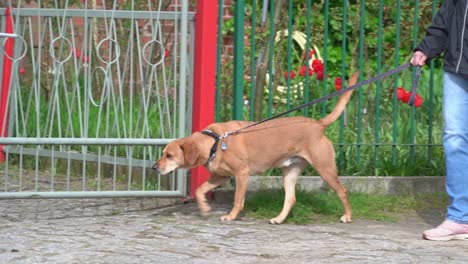 dog walking on a leash on the side of a road along a fence