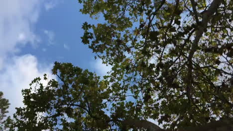 trees passing by