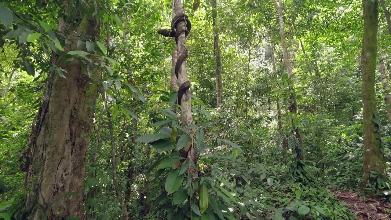 나무 의 포도나무 는 열대 정글 의 나무 를  ⁇ 고,  ⁇  처럼 생겼다