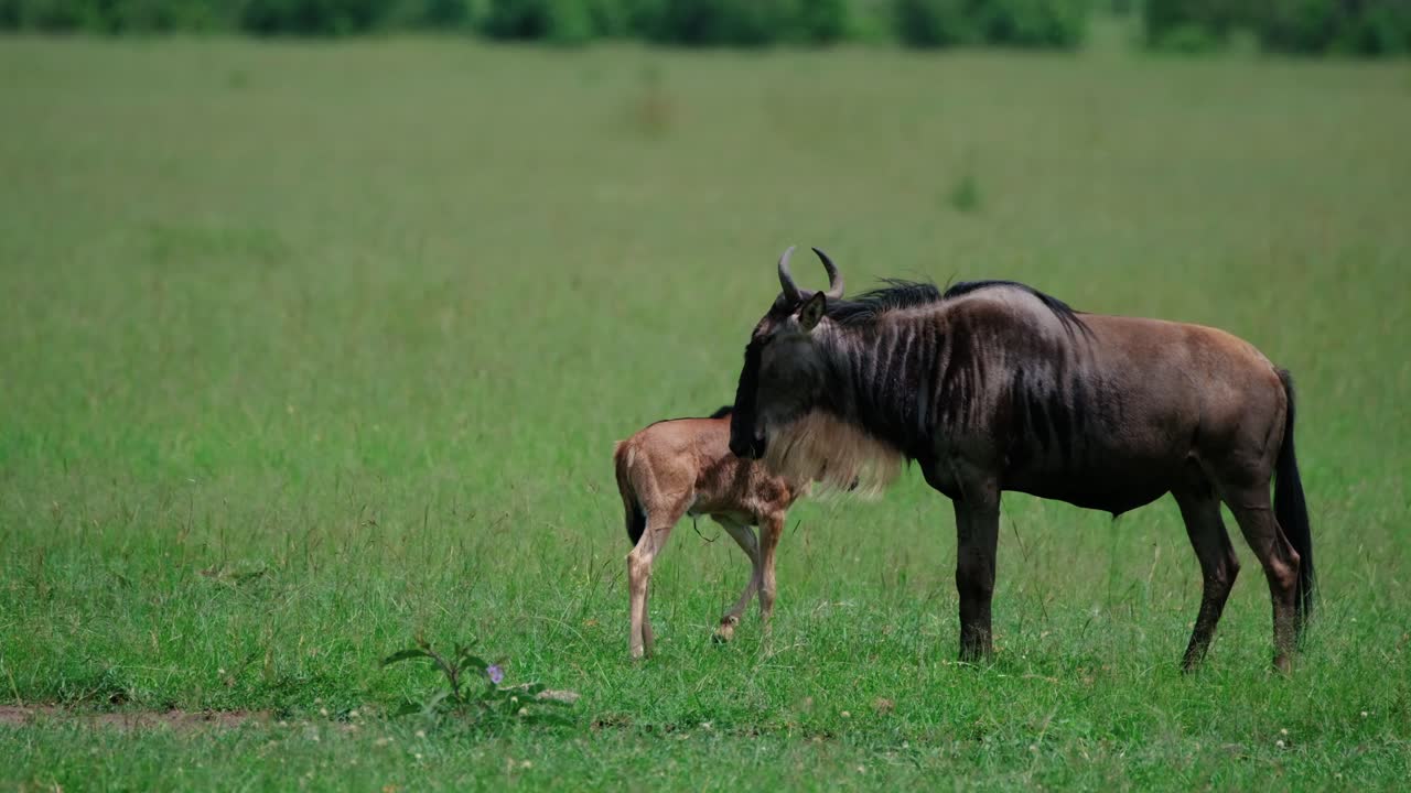 케냐의 마사이 마라 (masai mara) 의 초원에서 떠돌아다니는 암 과 새끼