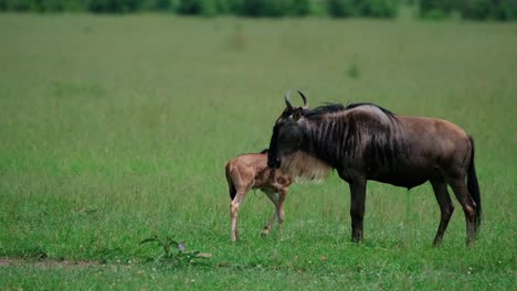 weibliche gnus und ihre kälber wandern auf dem grasland in masai mara, kenia