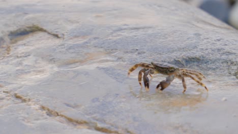 Pachygrapsus-Marmoratus-Ist-Eine-Krabbenart,-Manchmal-Auch-Marmorierte-Felsenkrabbe-Oder-Marmorkrabbe-Genannt,-Die-Im-Schwarzen-Meer,-Im-Mittelmeer-Und-In-Teilen-Des-Atlantischen-Ozeans-Lebt.