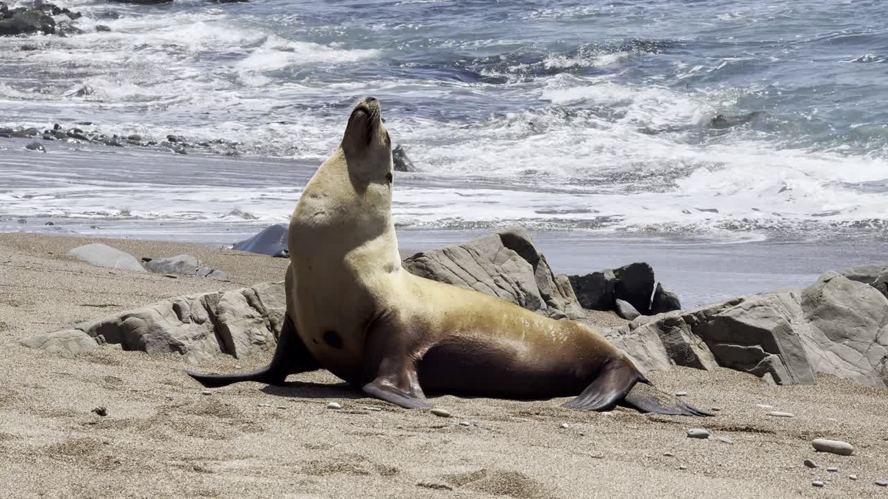 캘리포니아 바다사자 (californian sea lion) 는 캘리포니아 중부 해안 도시 브리아 (cambria) 의 바가에서 파도가 부히면서 해변을 즐기고 있다.