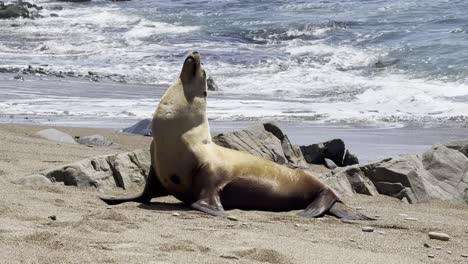 león marino de california disfrutando de la playa con olas que se estrellan detrás en la ciudad costera del centro de california de cambria, 4k, estática