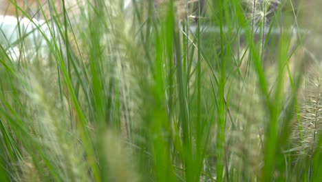 push through bright green grass in urban setting