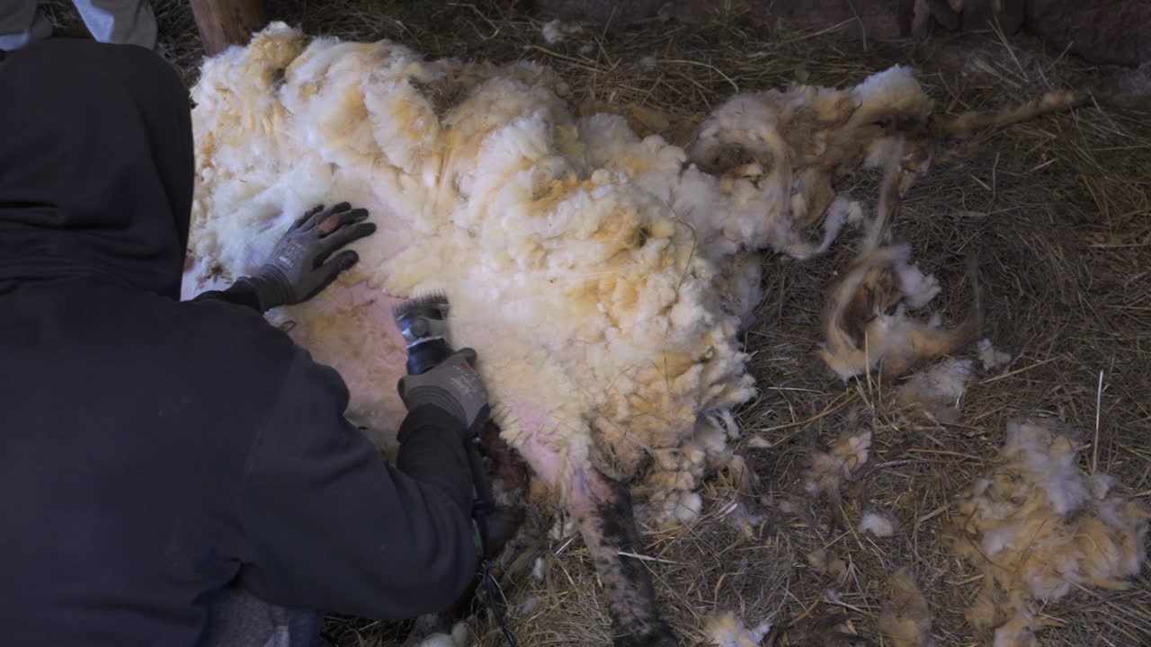 Hooded trendy young sheep farmer methodically shears calico wool off resting ram