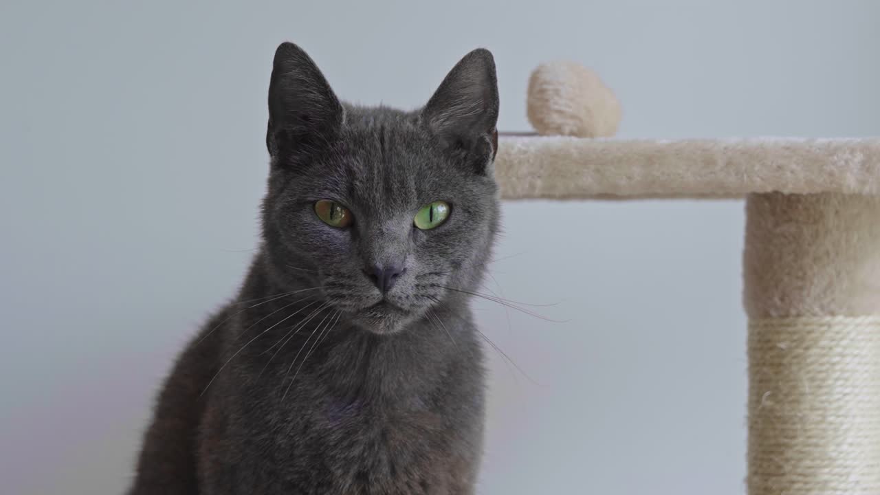 Beautiful Chartreux cat with striking, intense green eyes sits on a cat tree, looking directly at the camera before turning its head. Noble purebred feline portrait