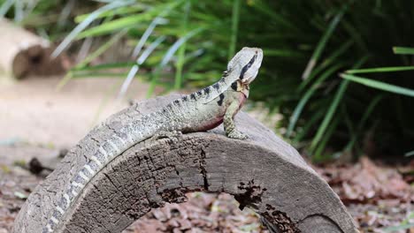 un lagarto tomando el sol en un tronco curvo