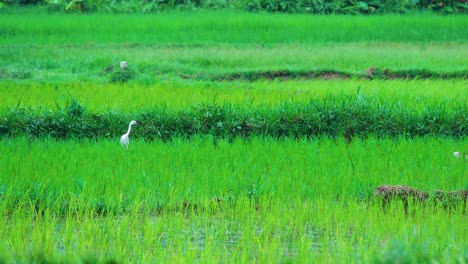 Great-Egret-in-a-Green-Rice-Paddy-Field,-Asian-Landscape