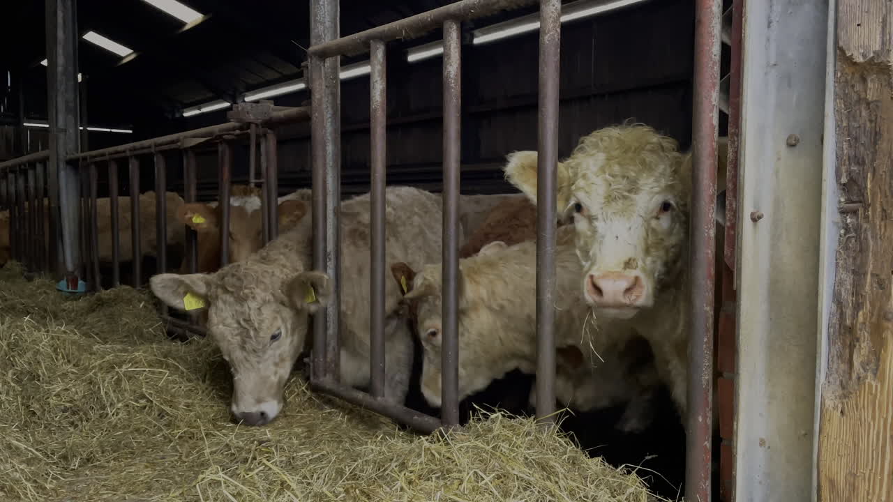 Inquadratura ravvicinata dal basso di un grazioso bestiame bianco e rossiccio che mangia fieno in una stalla di giorno.
