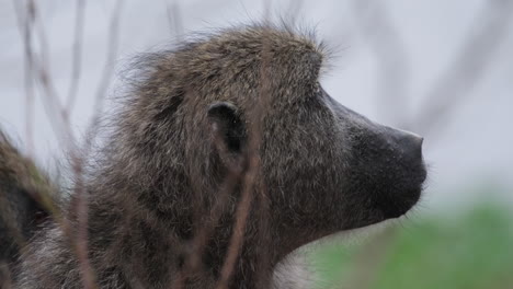 Observing-a-Calm-Olive-Baboon---Close-Up