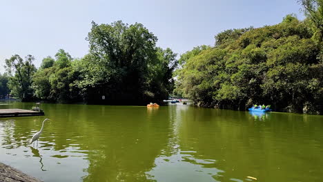 timelapse of a heron looking for food in chapultepec lake