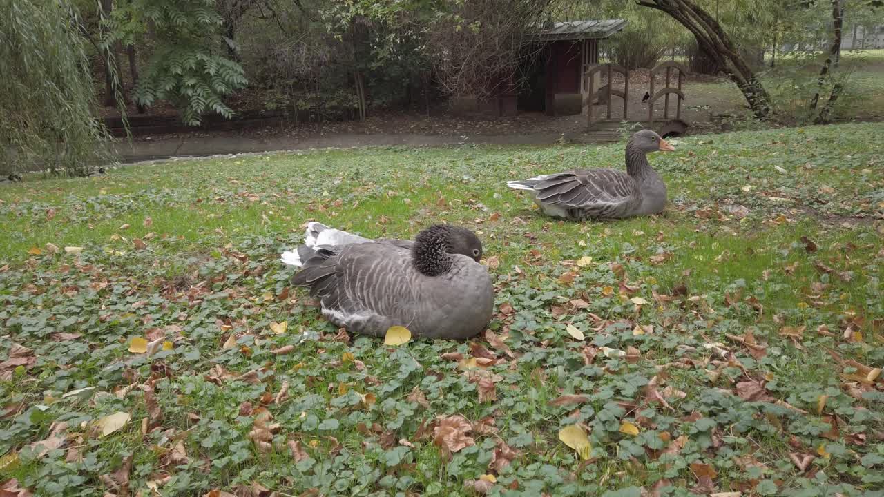 Diverse oche riposano pacificamente su un tappeto di erba verde intervallato da foglie cadute, con la tranquillità di una giornata nuvolosa in un ambiente di parco sereno a fare da sfondo