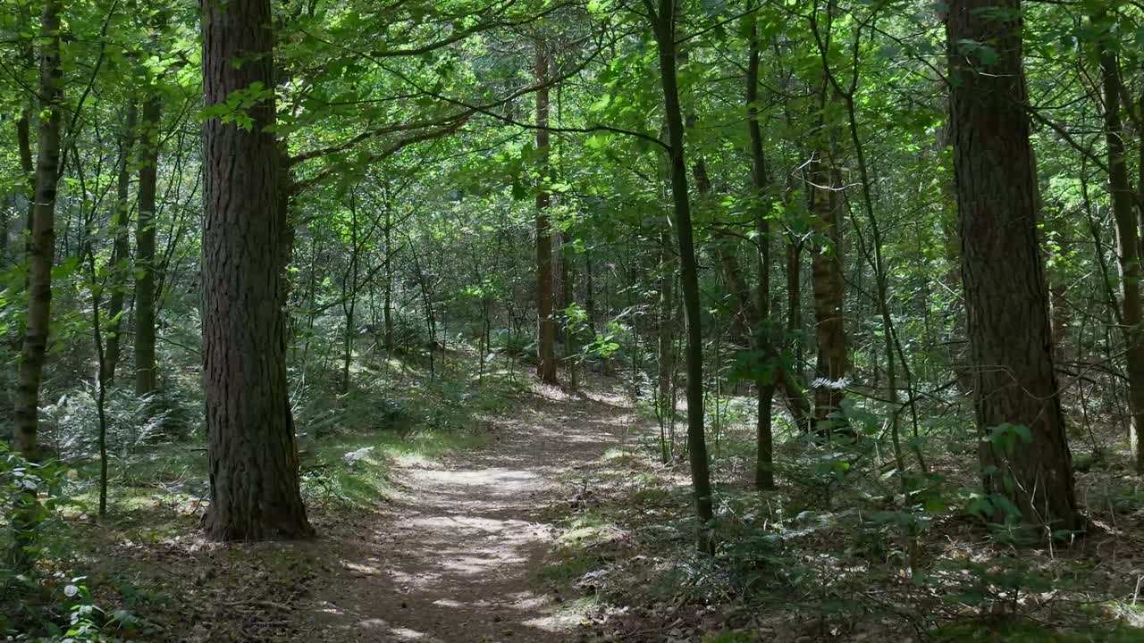 울창한 숲을 가로질러 가는 길