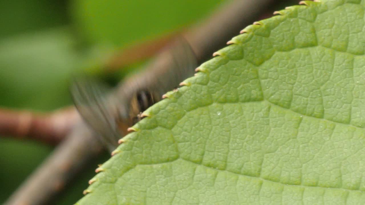 una mosca marrón camina sobre el borde de una hoja verde para esconderse, toma macro en cámara lenta