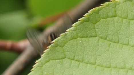 A-brown-fly-walks-over-the-edge-of-a-green-leave-to-hide,-macro-slow-motion-shot