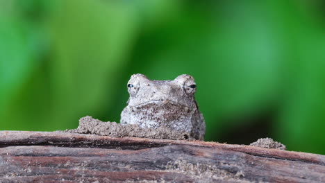 Close-up-Headshot-Of-Southern-foam-nest-Tree-Frog.