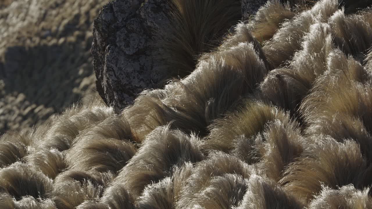 pastizales en las montañas en un día ventoso
